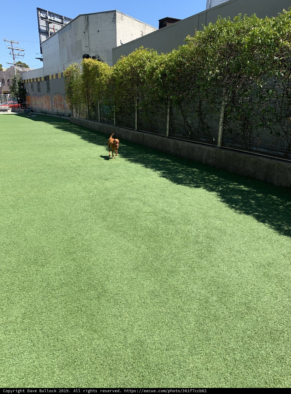 Playful Pup on the Green Carpet