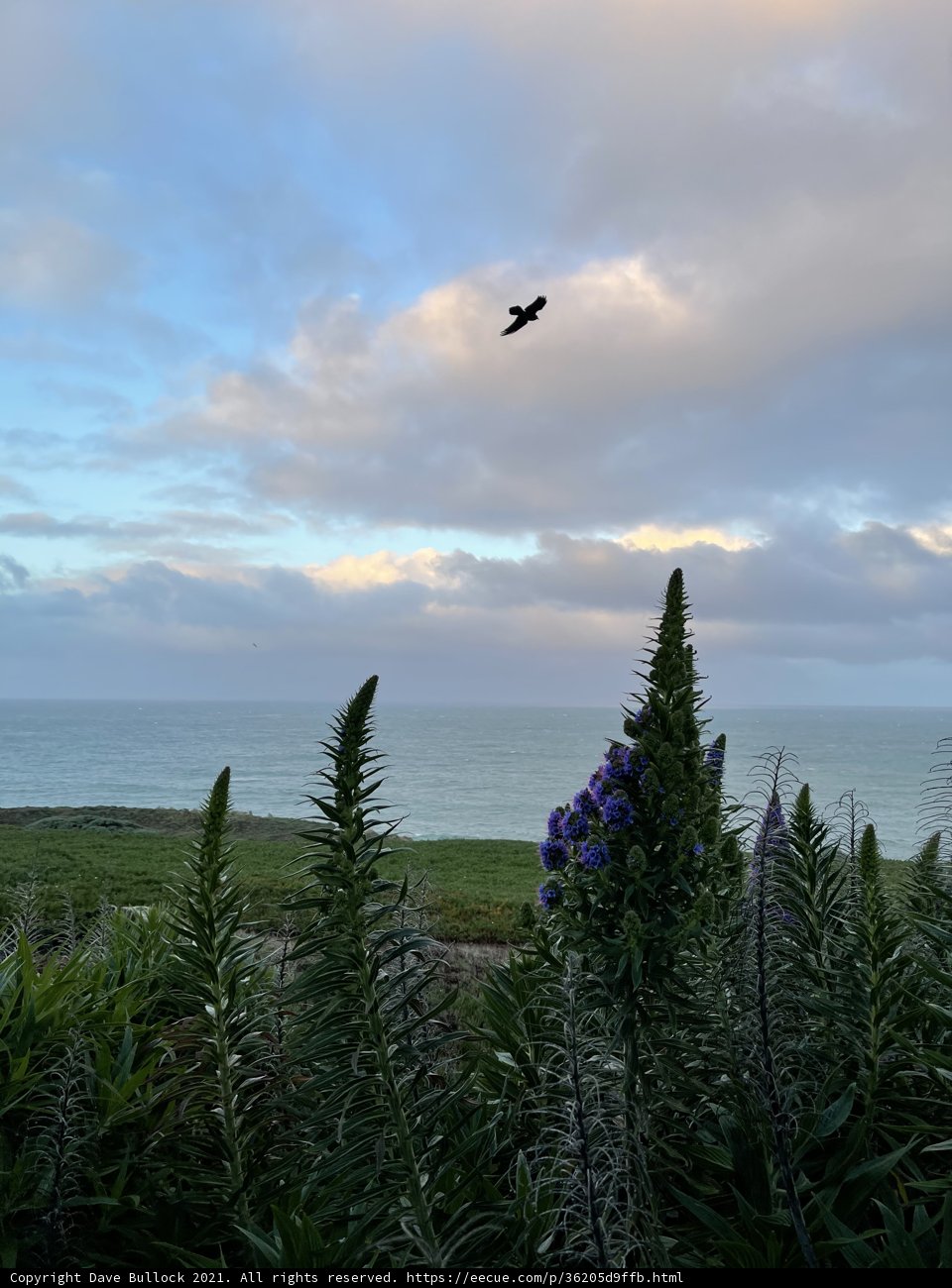 Bird's Eye View of a Coastal Summer Landscape