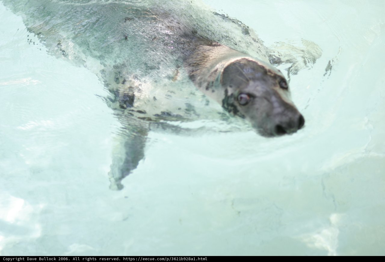 Graceful Seal