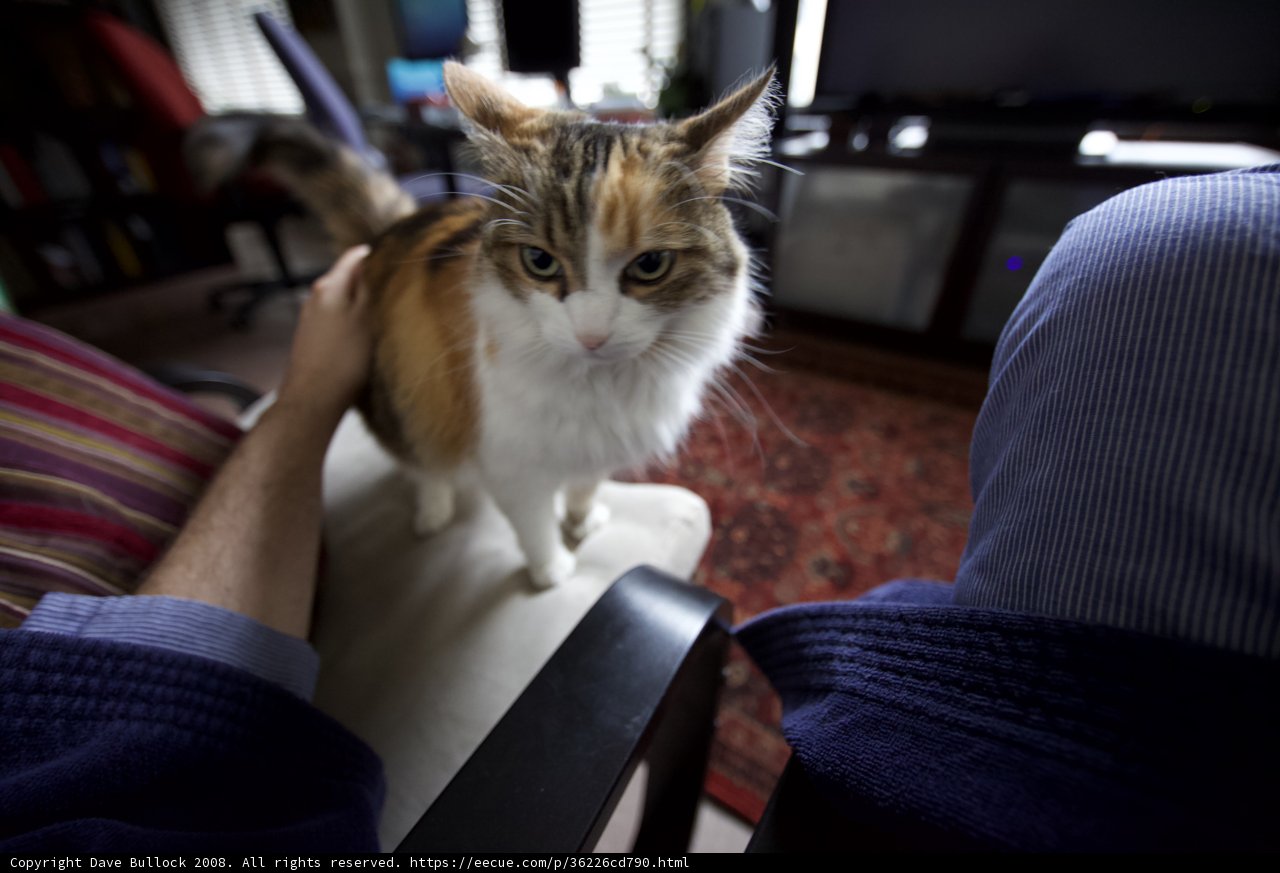 Cozy Christmas Lap Cat