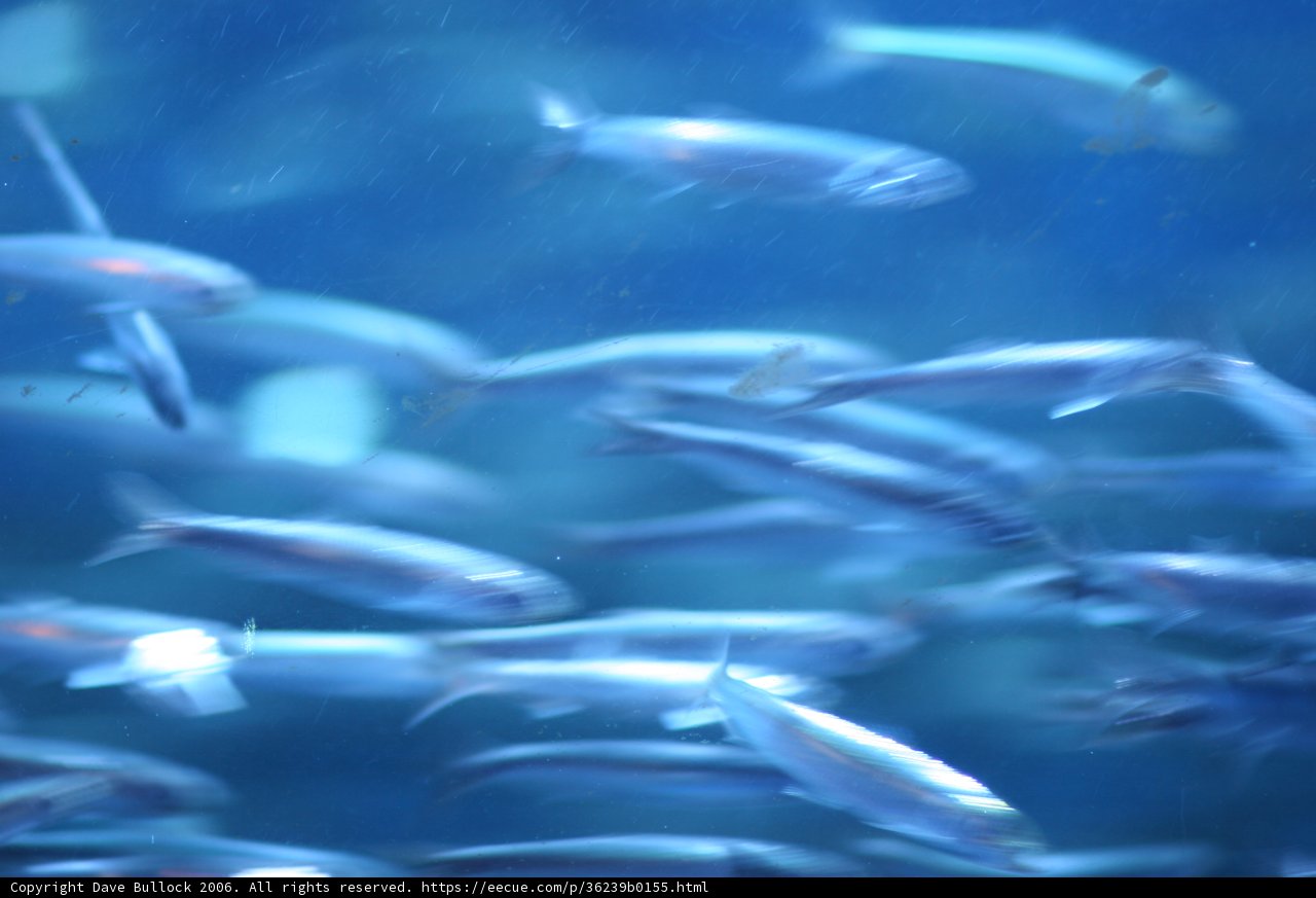 School of Fish