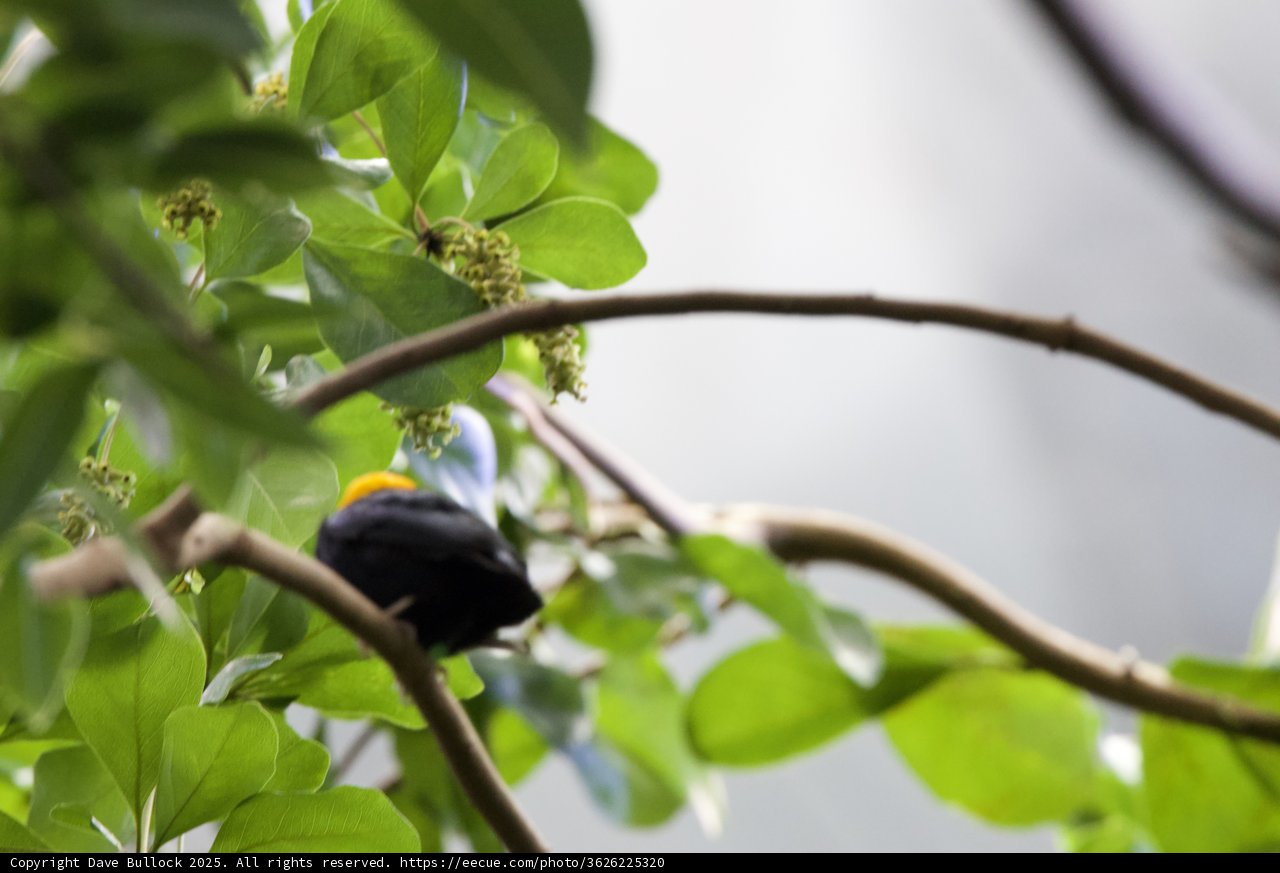 Hidden in Nature's Embrace