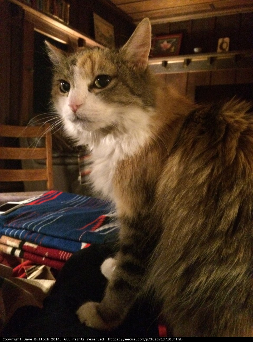 Cozy Companion