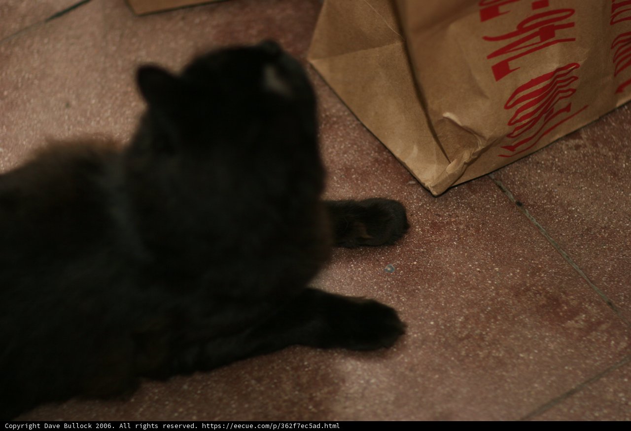 Feline Floor Sitter