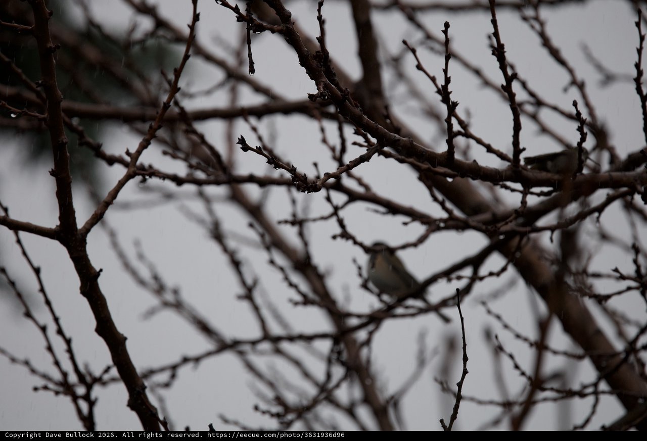 Bare Winter Branches Against an Overcast Sky
