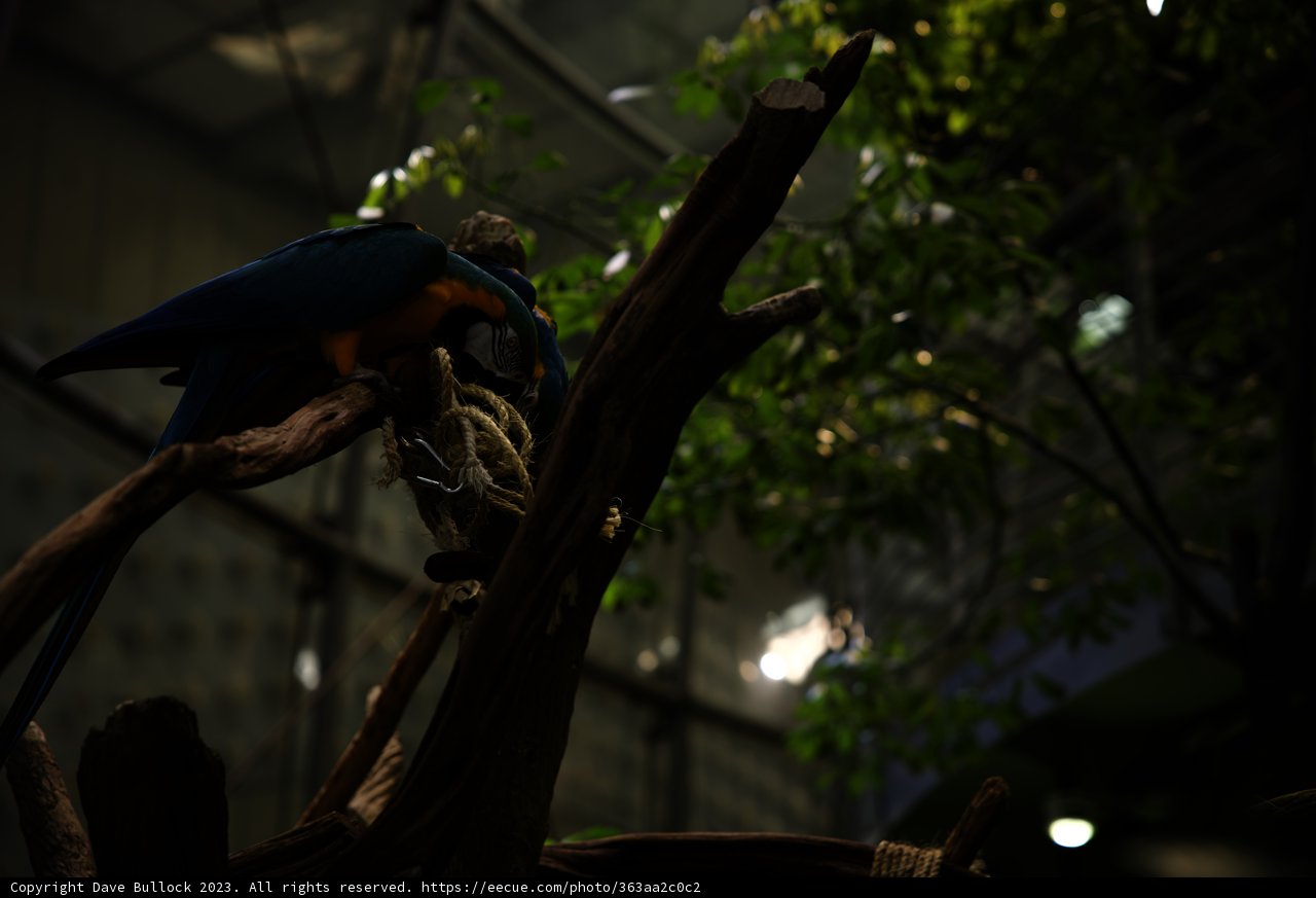 Vibrant Parrot at California Academy of Sciences