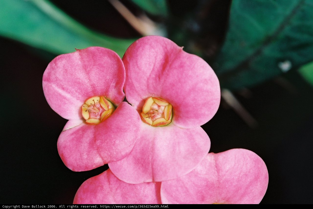 Pink Geranium Flowers Close-Up