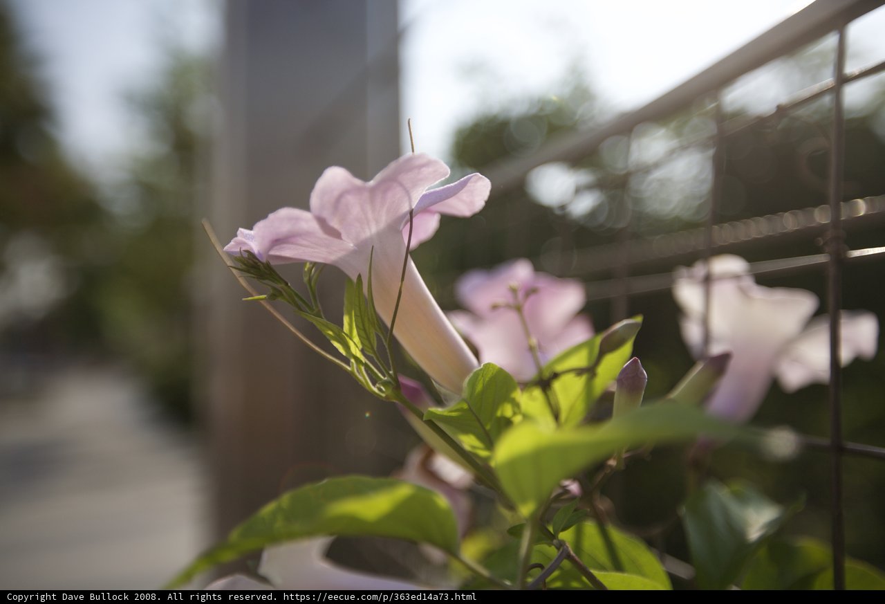 Fence Flower