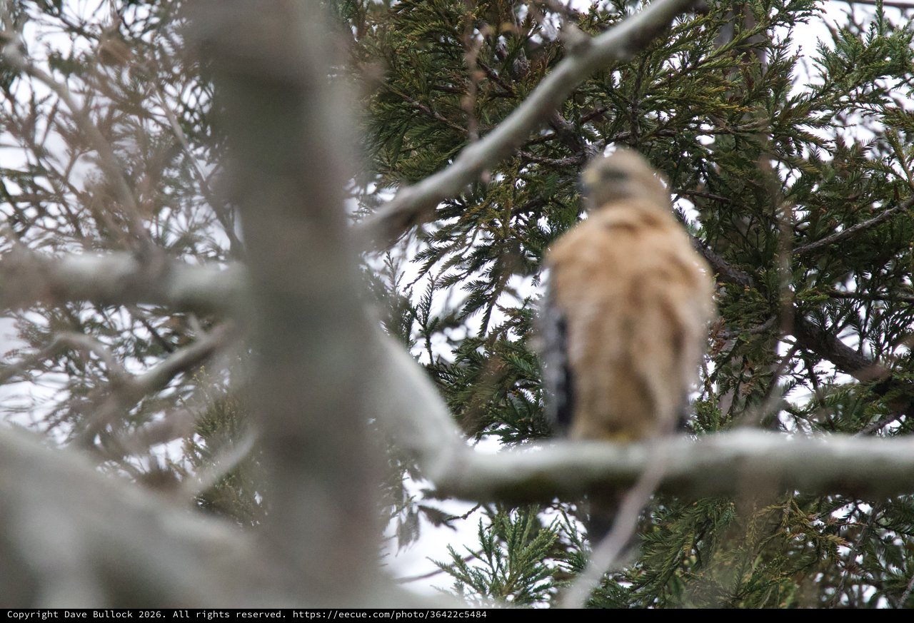 Red-Tailed Hawk Perched in Winter Evergreen Branches