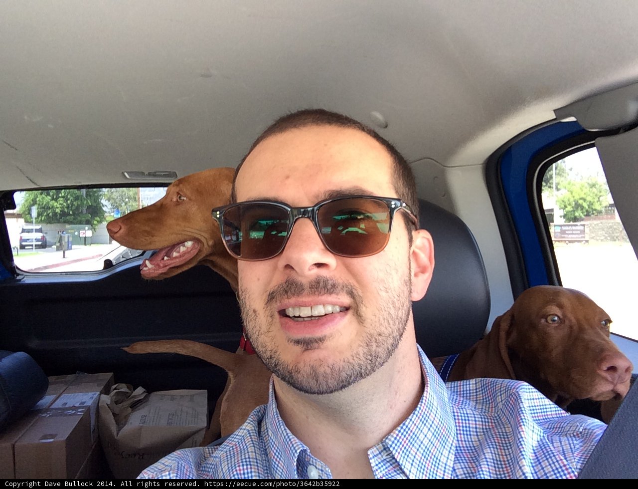 Man's Best Friend on a Summer Drive