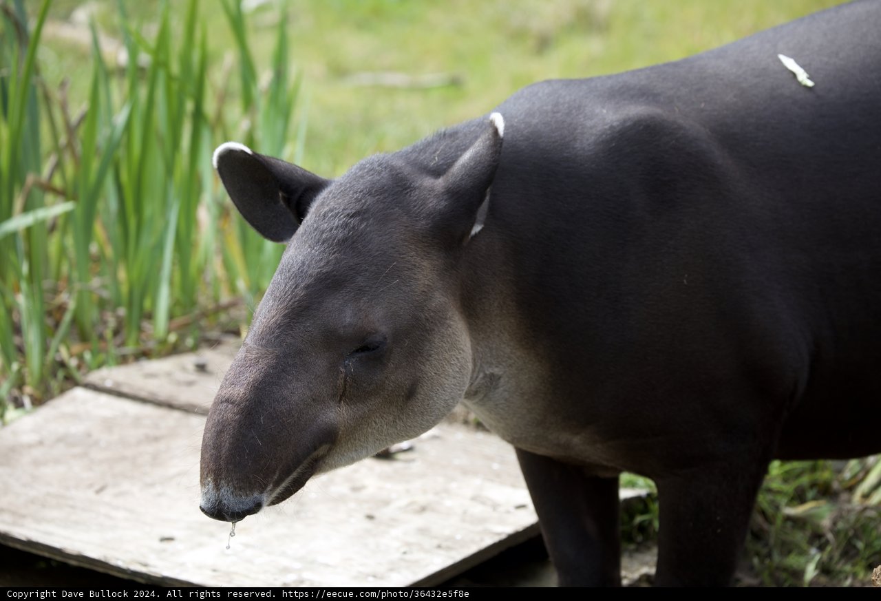 Majestic Visit to the SF Zoo in 2024