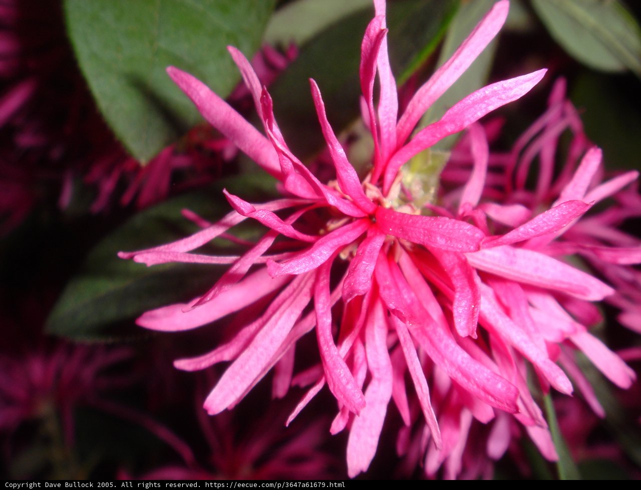 Pink Dahlia Flower Close-Up