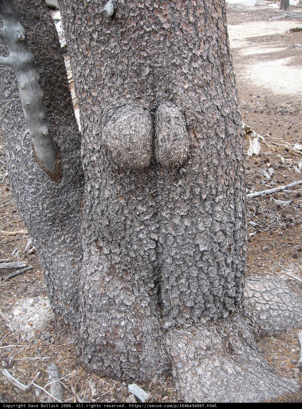 The Face in the Bark