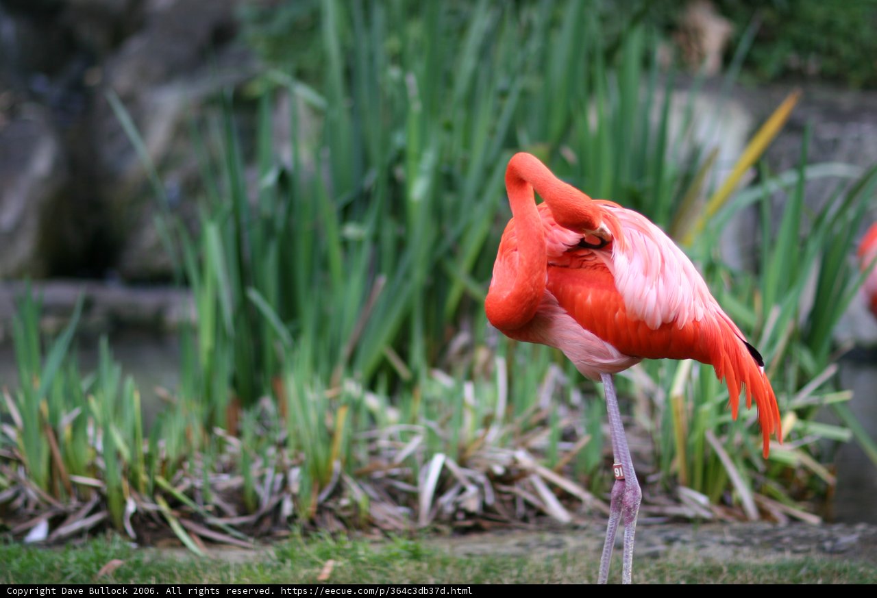 A Flamboyant Flamingo in the Grass