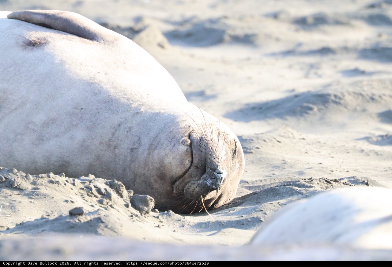 Resting Elephant Seal on Sandy Beach