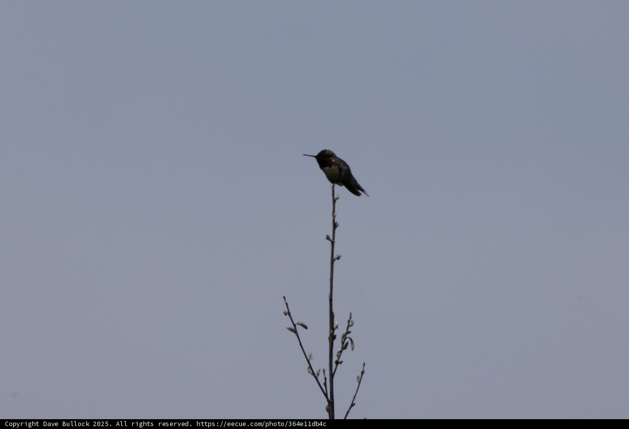Perched in Serenity