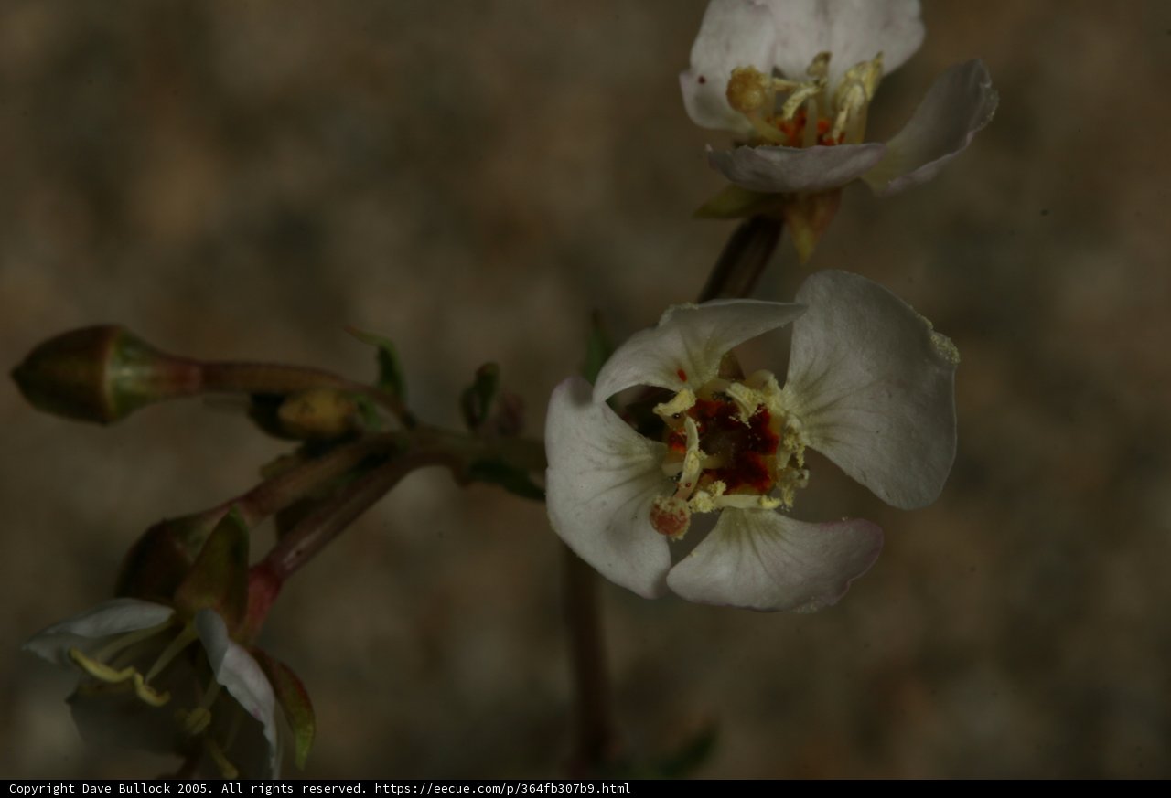 Delicate Beauty