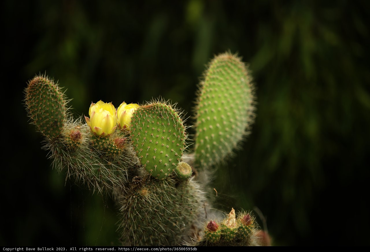 Vibrant Cactus Blossom at San Francisco Zoo