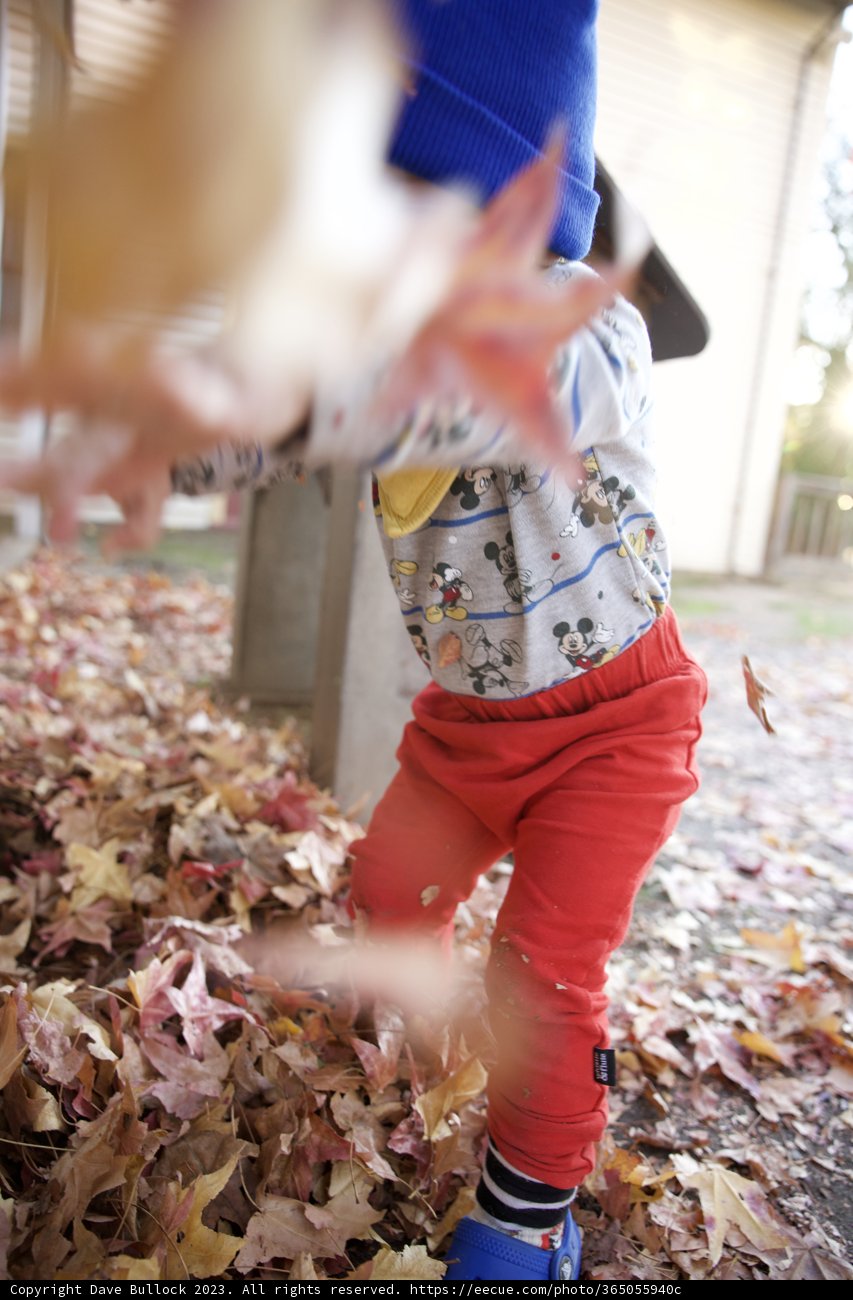Jubilant Joy in Fall Leaves