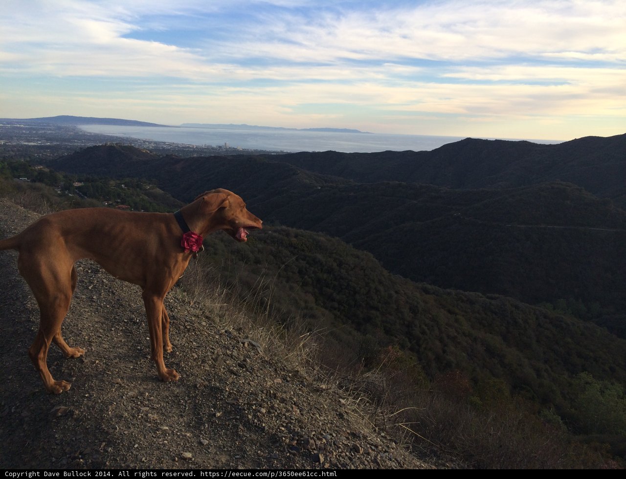 Canine With a View