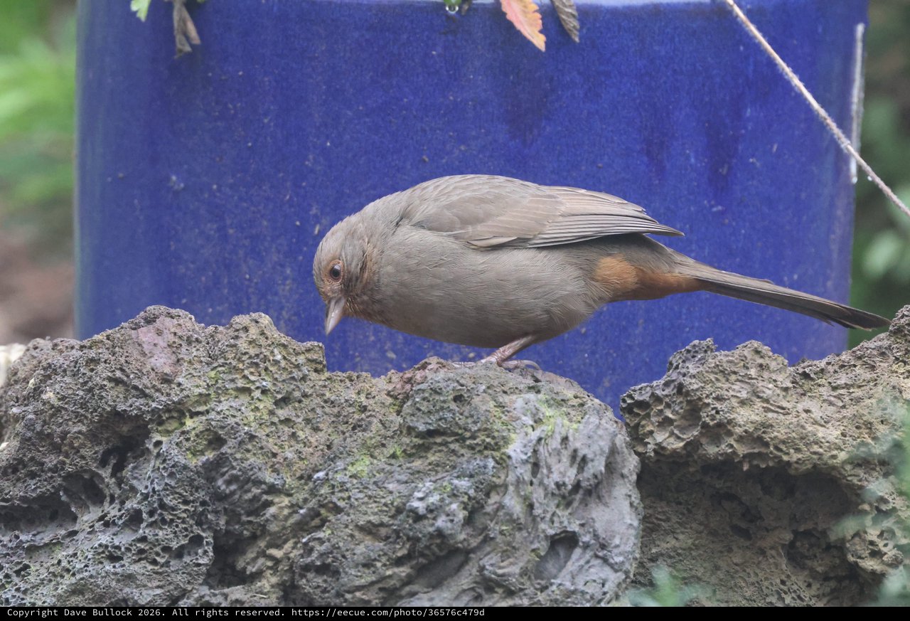 Siberian Accentor Foraging on Textured Rock Wall