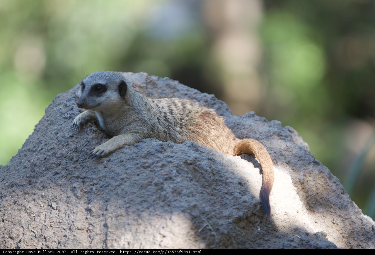 Prairie Dog Pondering
