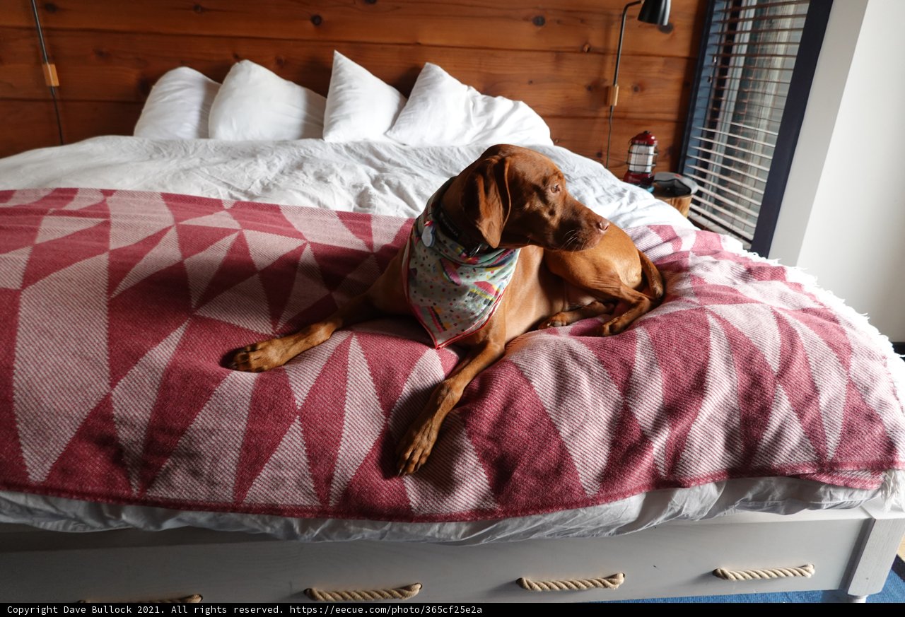 Comfy Canine on a Cozy Bed