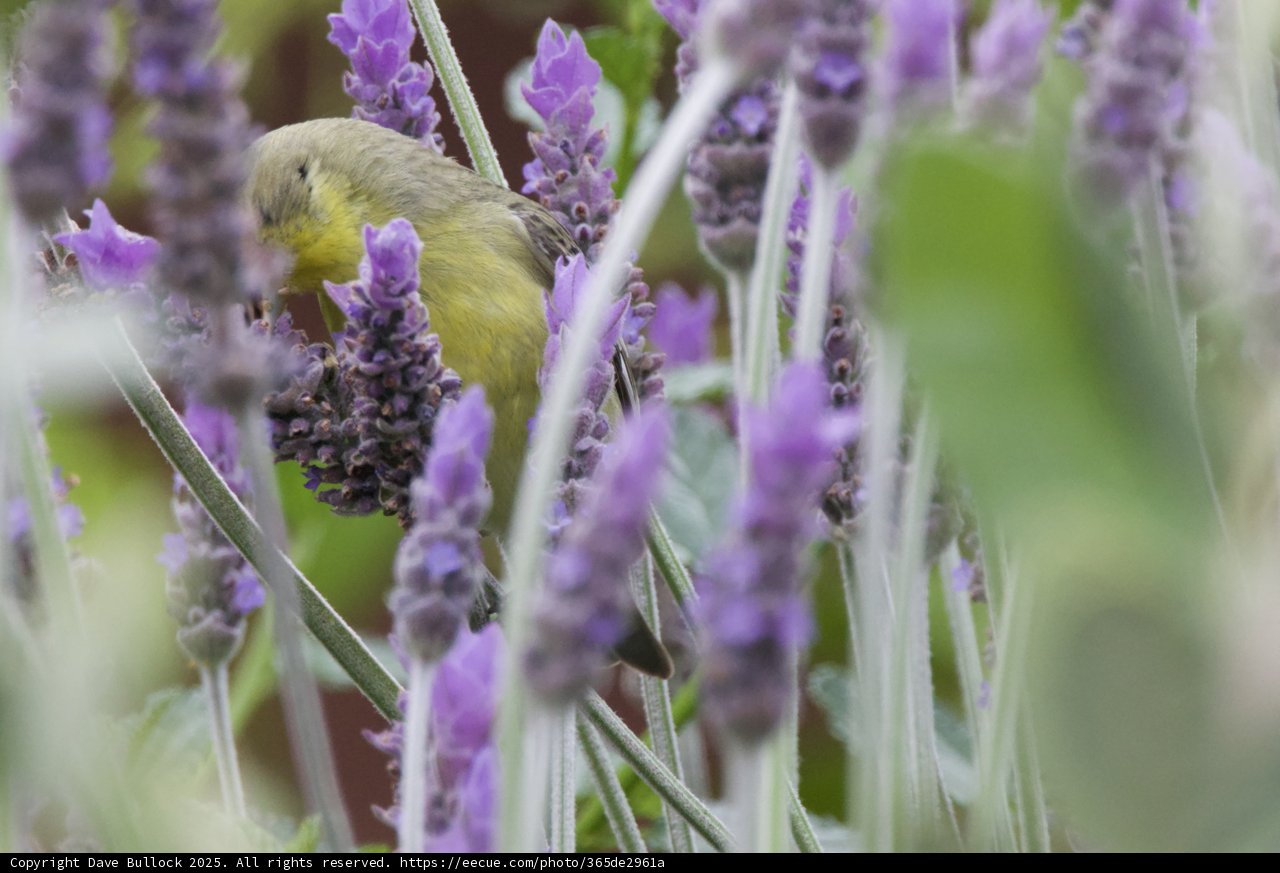 Lavender Haven