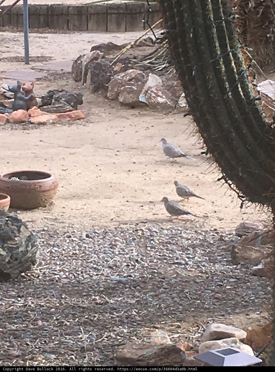 Flocking Together