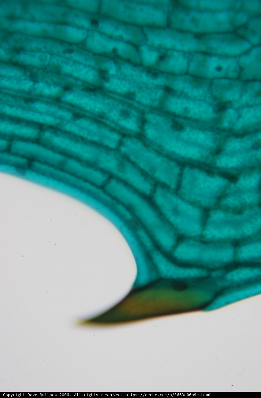 Green Leaf in Water