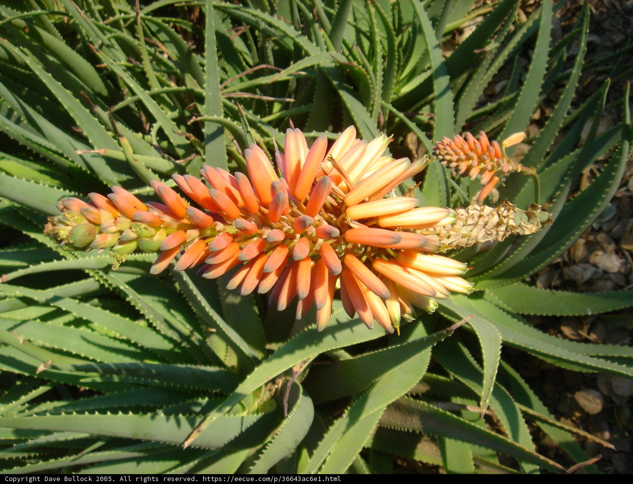 Orange Blooms Amidst Lush Foliage