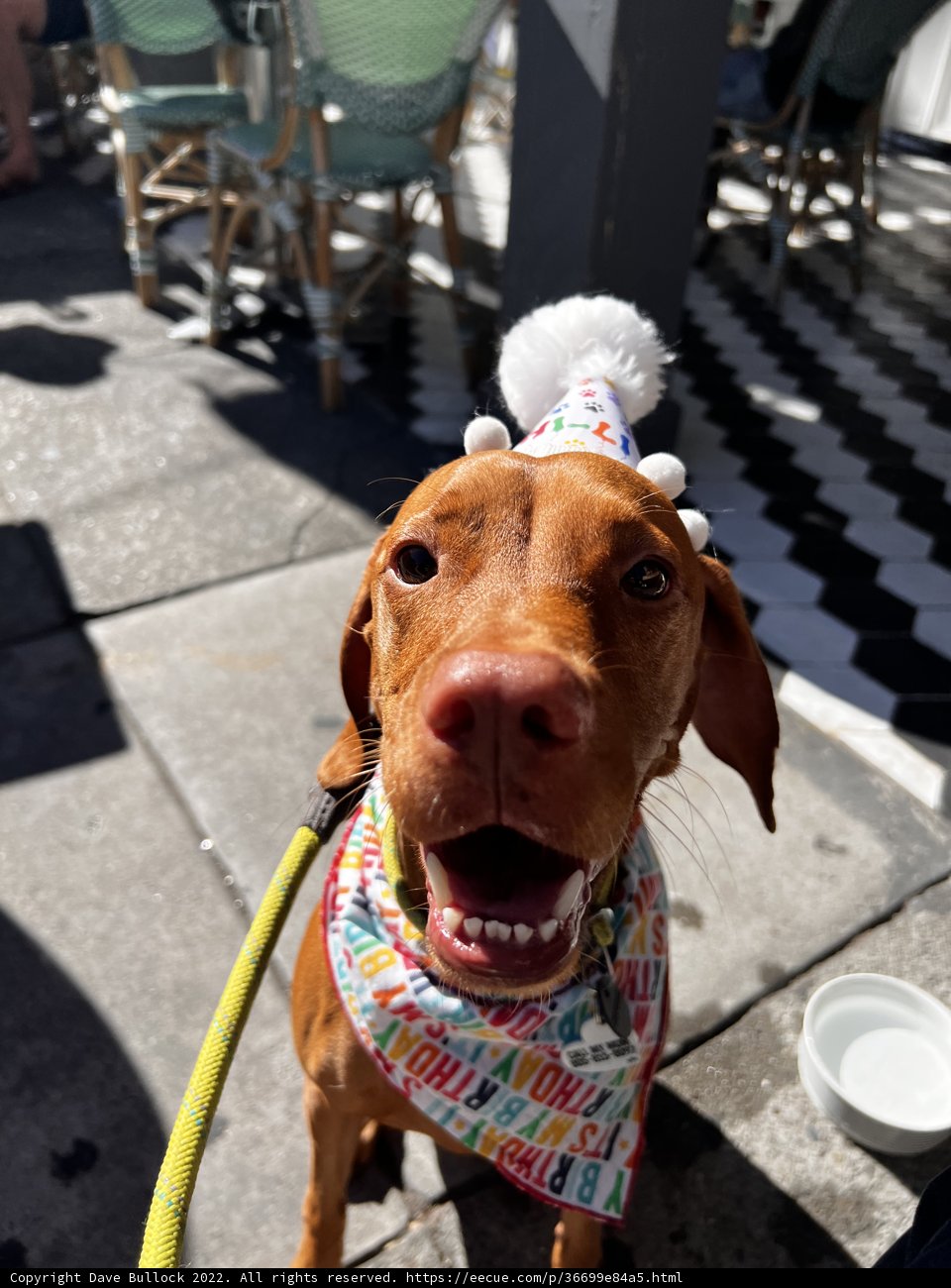 Happy Birthday Hound!