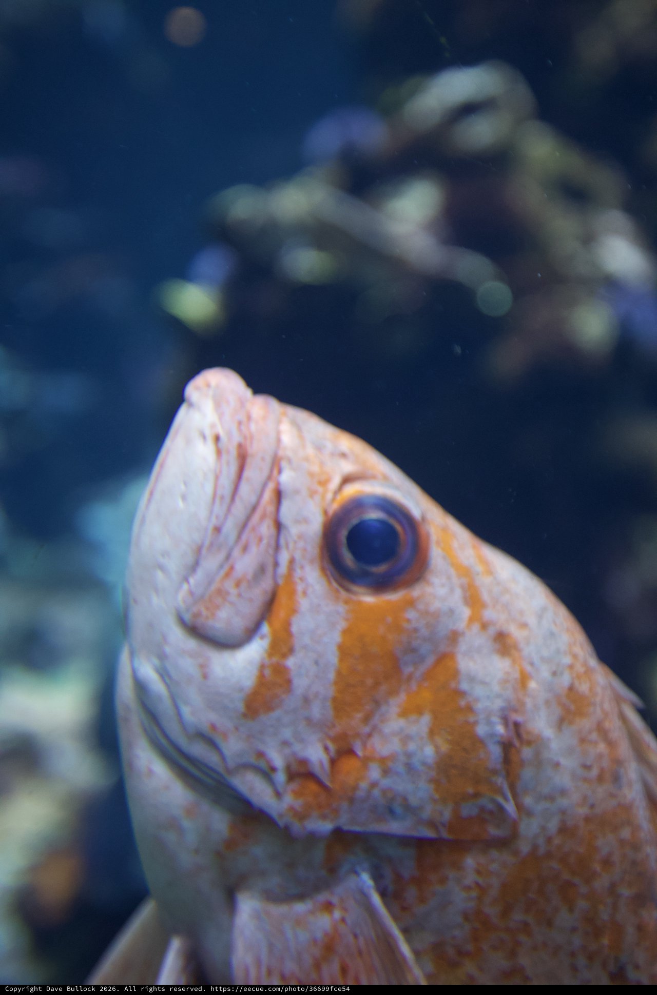 Orange and White Fish Close-Up in Aquarium