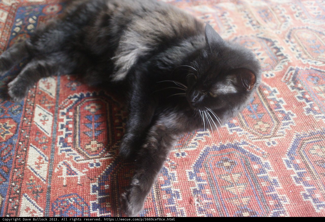 Home Decor with a Feline Touch