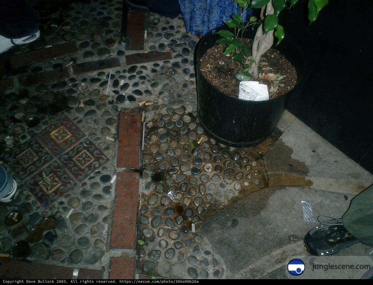 Two Potted Plants on a Flagstone Path