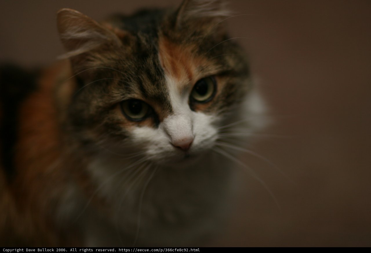 Purrfectly Photogenic Calico Cat