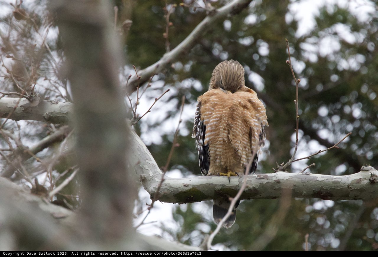 Red-Shouldered Hawk Perched in Winter Tree