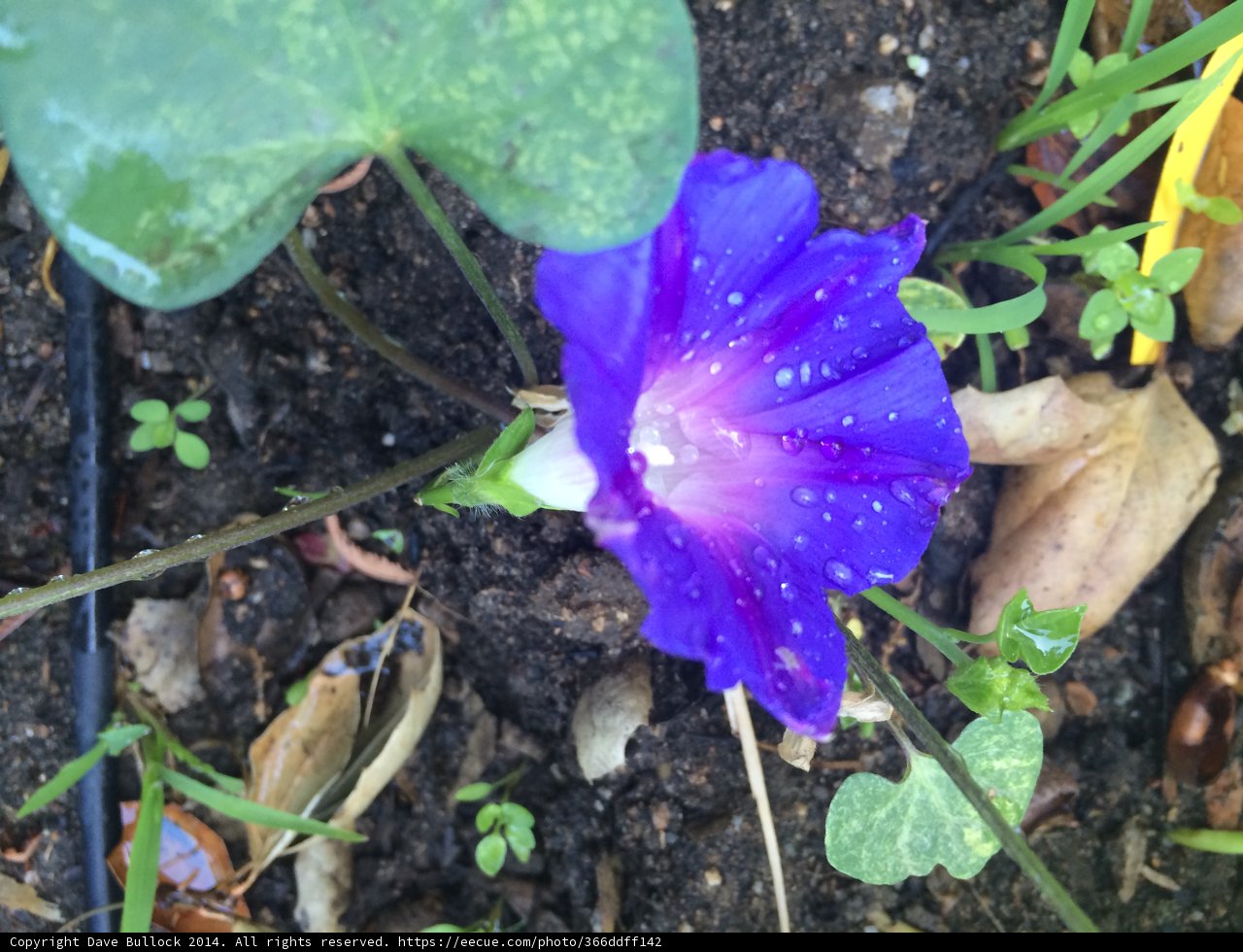Purple Geranium Flower with Dew