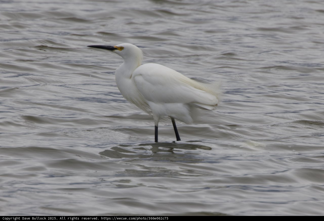 Majestic Egret in San Pablo Bay