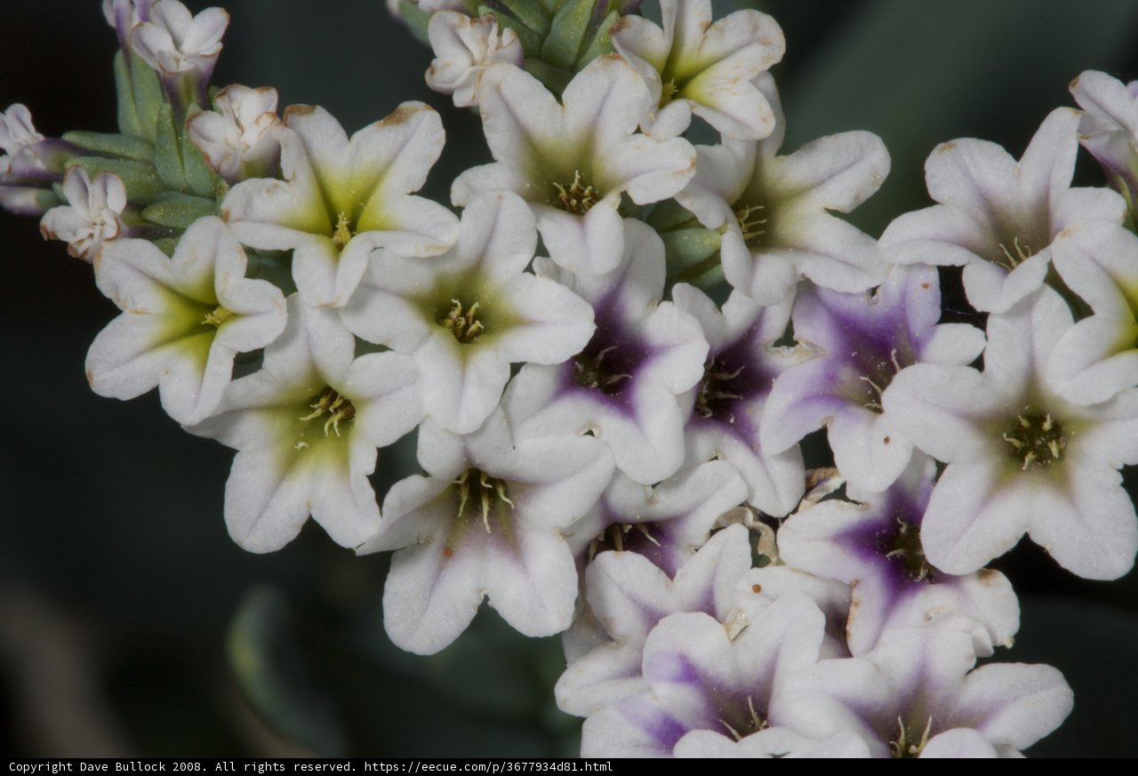 A Blooming Bunch