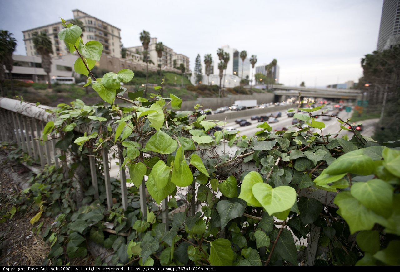 Greenery on the Urban Fence
