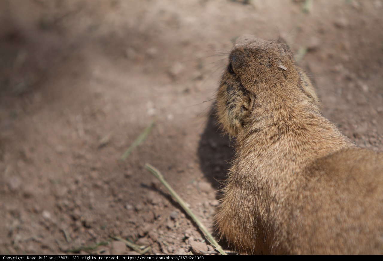 Skygazing Squirrel