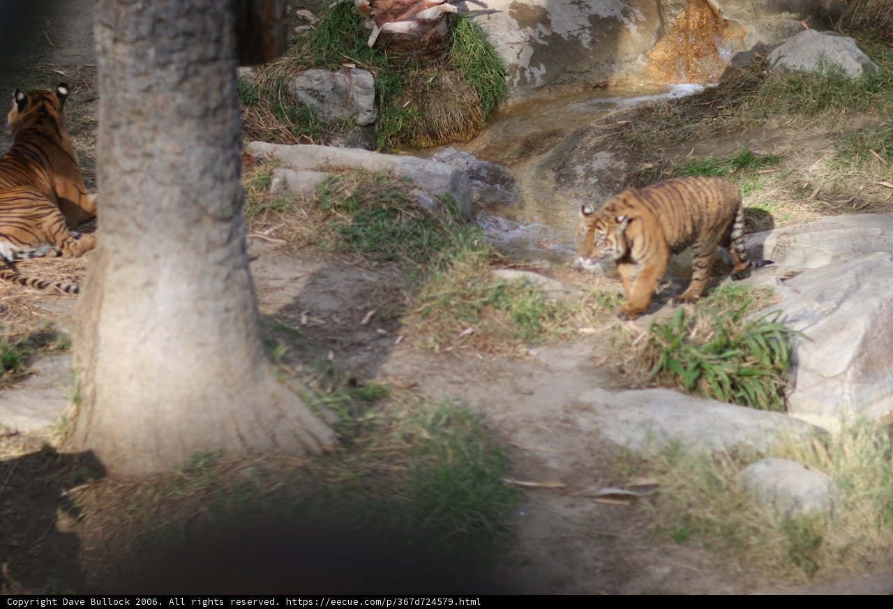 Majestic Tiger in the Wild