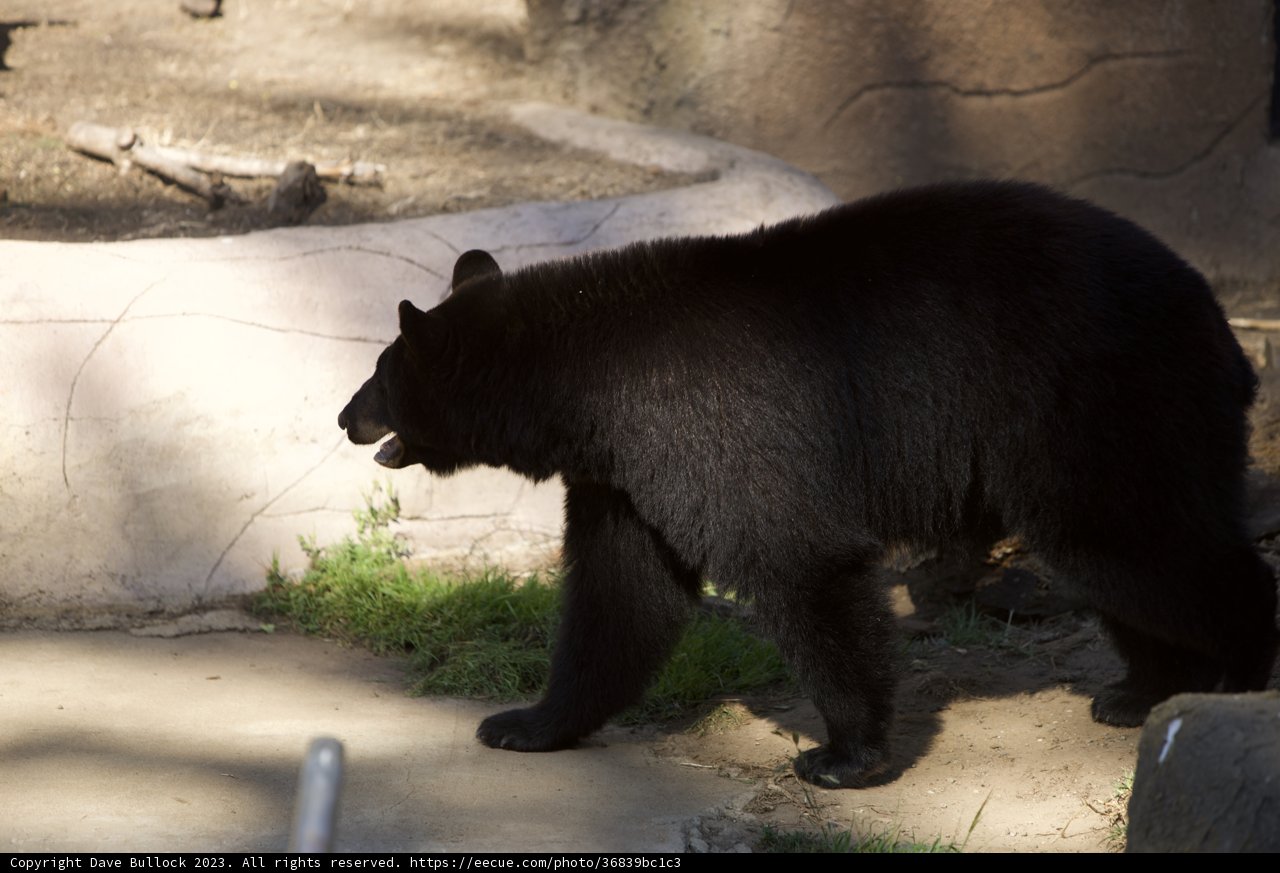 Stroll of the Black Bear at SF Zoo