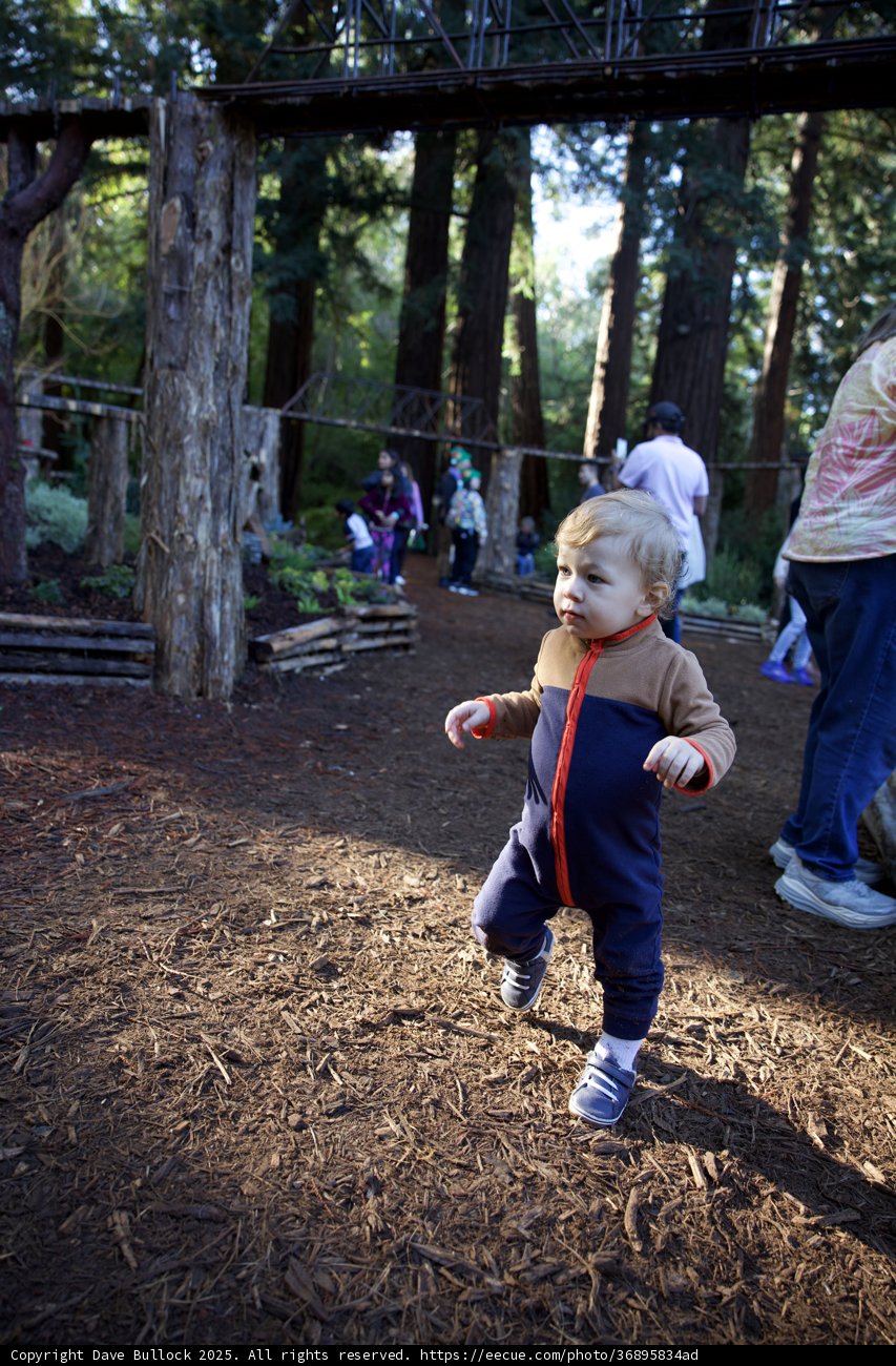 Exploring the Enchanted Grove