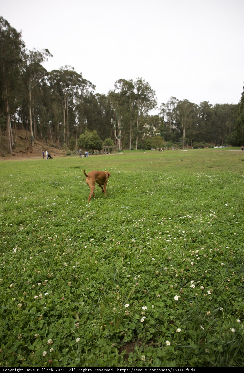 Hi-Li's Fifth Birthday in the Meadow