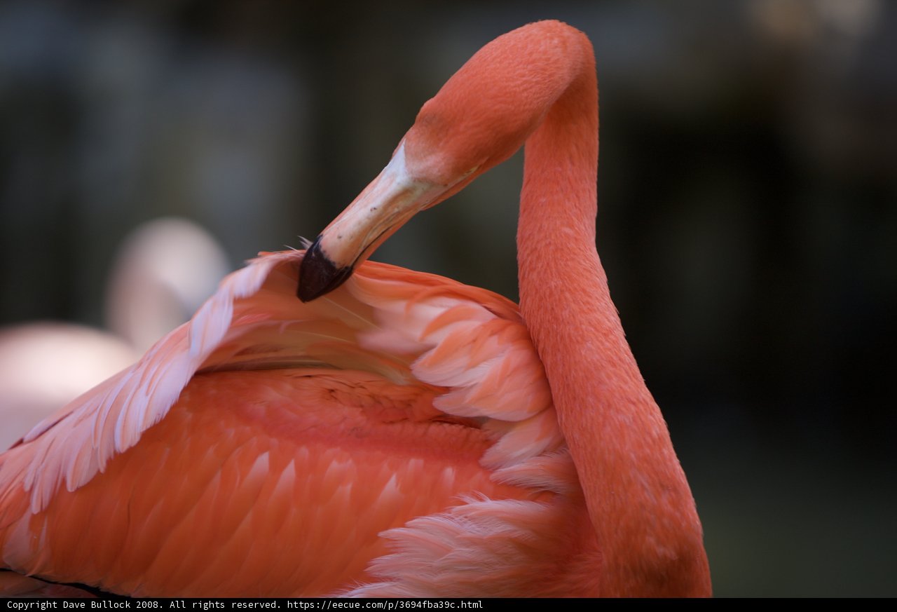Flamingo in Serenity