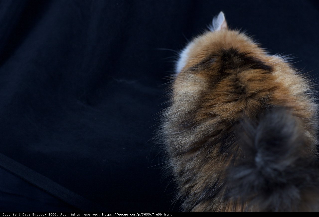 Curious Manx Kitten
