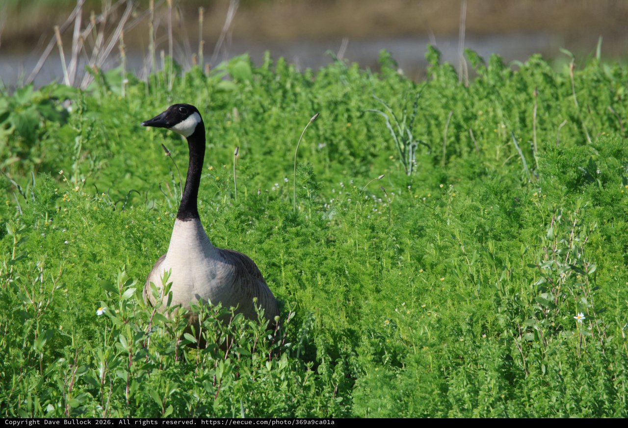 Canada Goose in Lush Green Wetland Grass