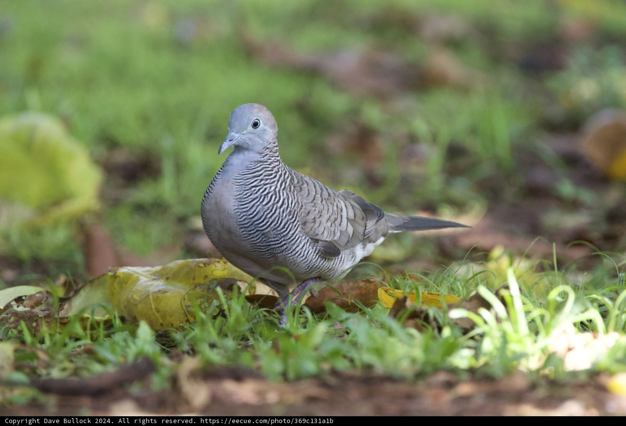Serene Presence: A Pigeon's Quiet Moment